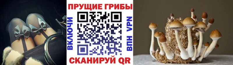 hydra маркетплейс  Микунь  Псилоцибиновые грибы Psilocybine cubensis 